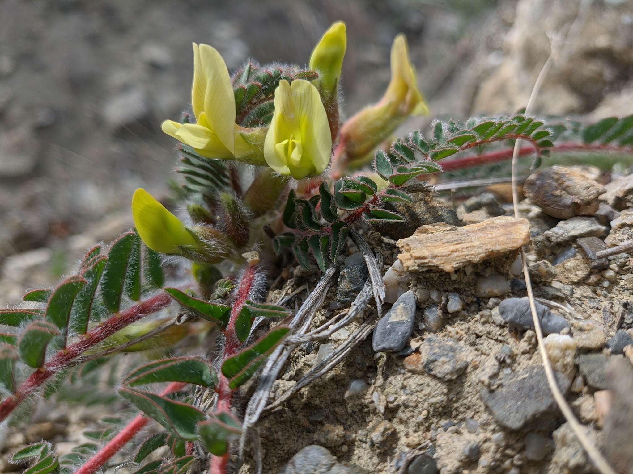 Sivun Astragalus utriger Pall. kuva