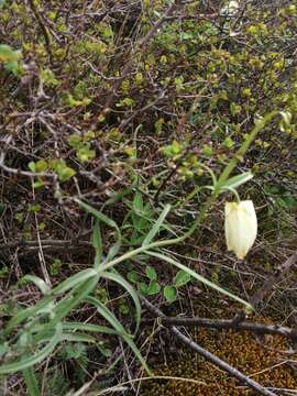 Слика од Fritillaria verticillata Willd.