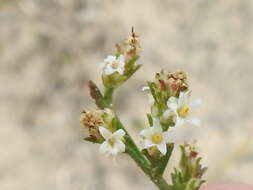 Plancia ëd Thurovia triflora J. N. Rose