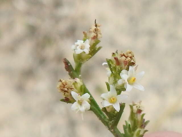 Plancia ëd Thurovia triflora J. N. Rose