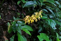 Odontochilus lanceolatus (Lindl.) Blume resmi