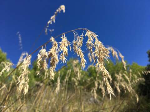 Image of Mauritanian grass