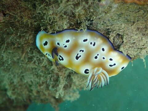 Image of Goniobranchus leopardus (Rudman 1987)