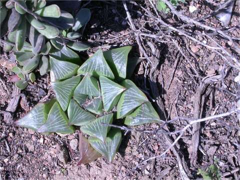 Image of Haworthia retusa (L.) Duval