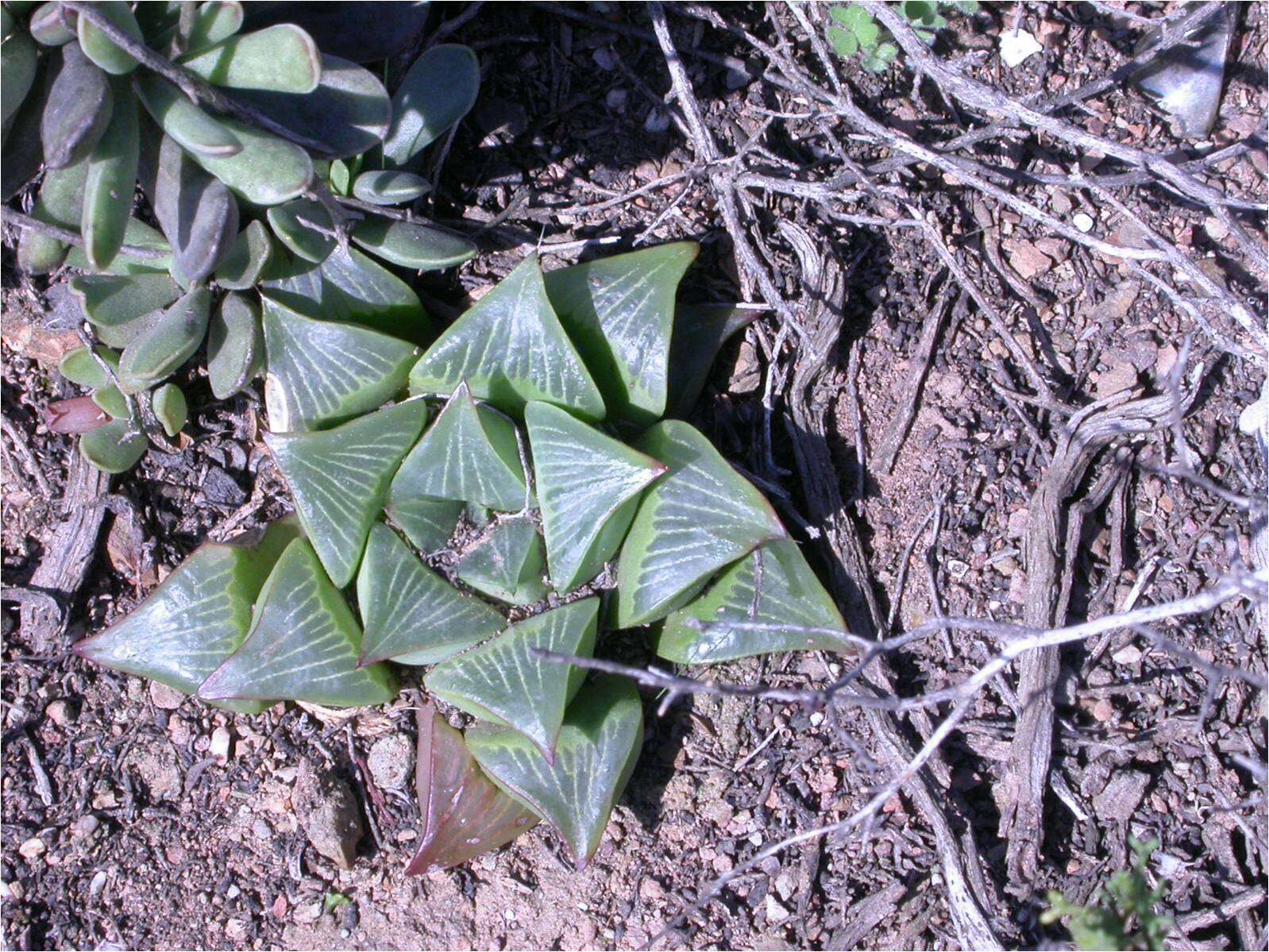 Слика од Haworthia retusa (L.) Duval