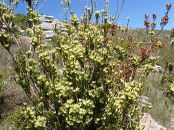 Sivun Leucadendron loeriense I. Williams kuva