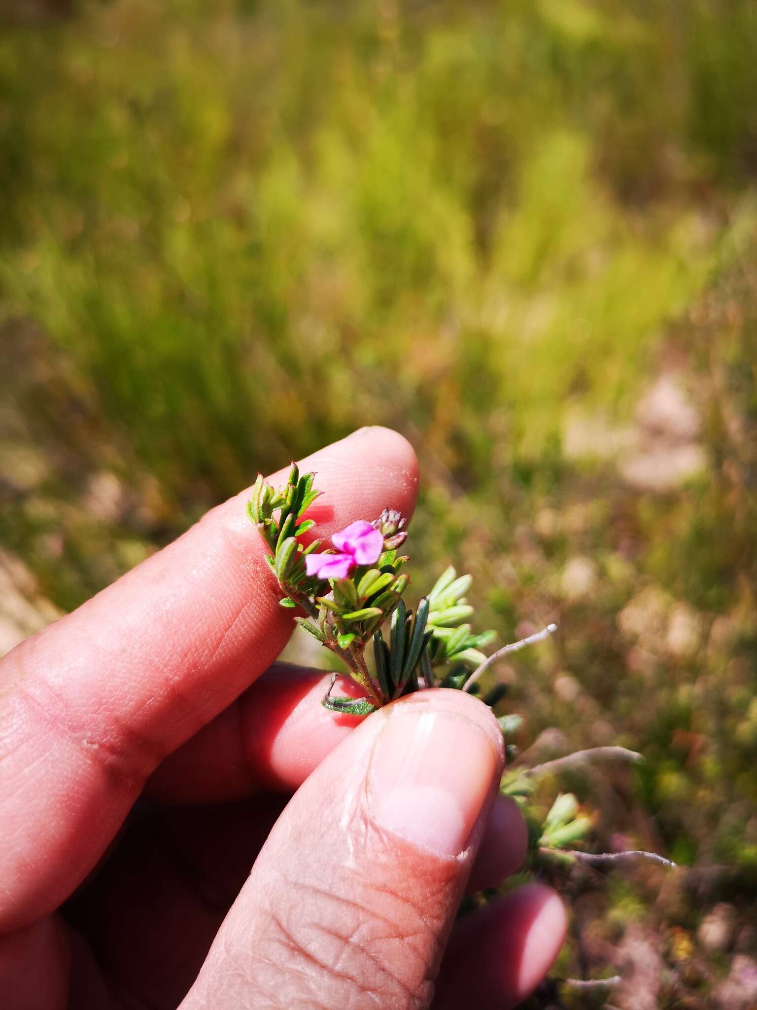 Imagem de <i>Indigofera <i>angustifolia</i></i> var. angustifolia