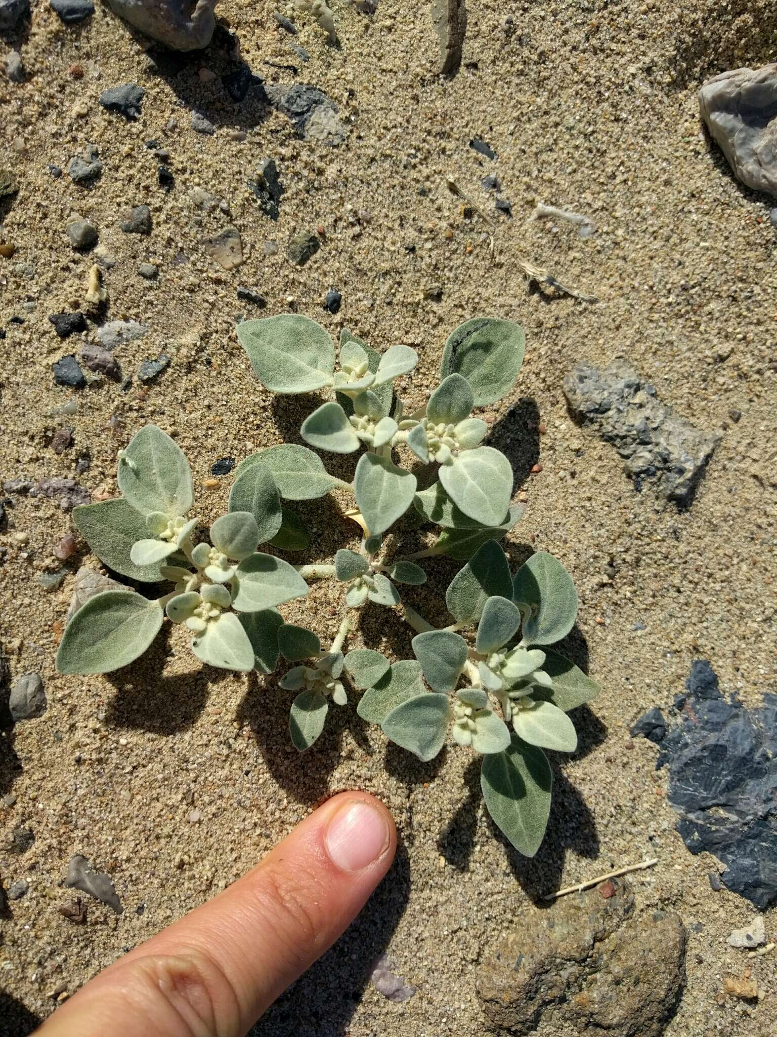 Imagem de Tidestromia suffruticosa var. oblongifolia (S. Wats.) Sánchez del Pino & Flores Olvera