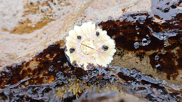 Image of Eatoniella atropurpurea (Frauenfeld 1867)