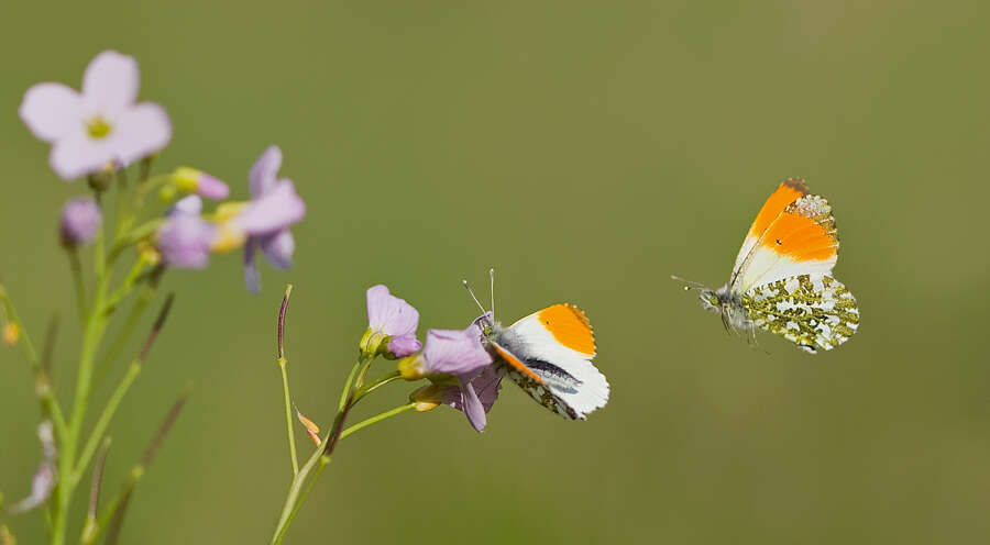 Image of orange tip