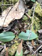 Image of Three-horned bird orchid