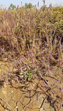 Image of Pogostemon deccanensis (Panigrahi) Press