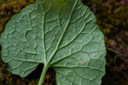 Image of Hyaloperonospora niessliana (Berl.) Constant. 2002