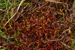 Image of Purple Spoonwort
