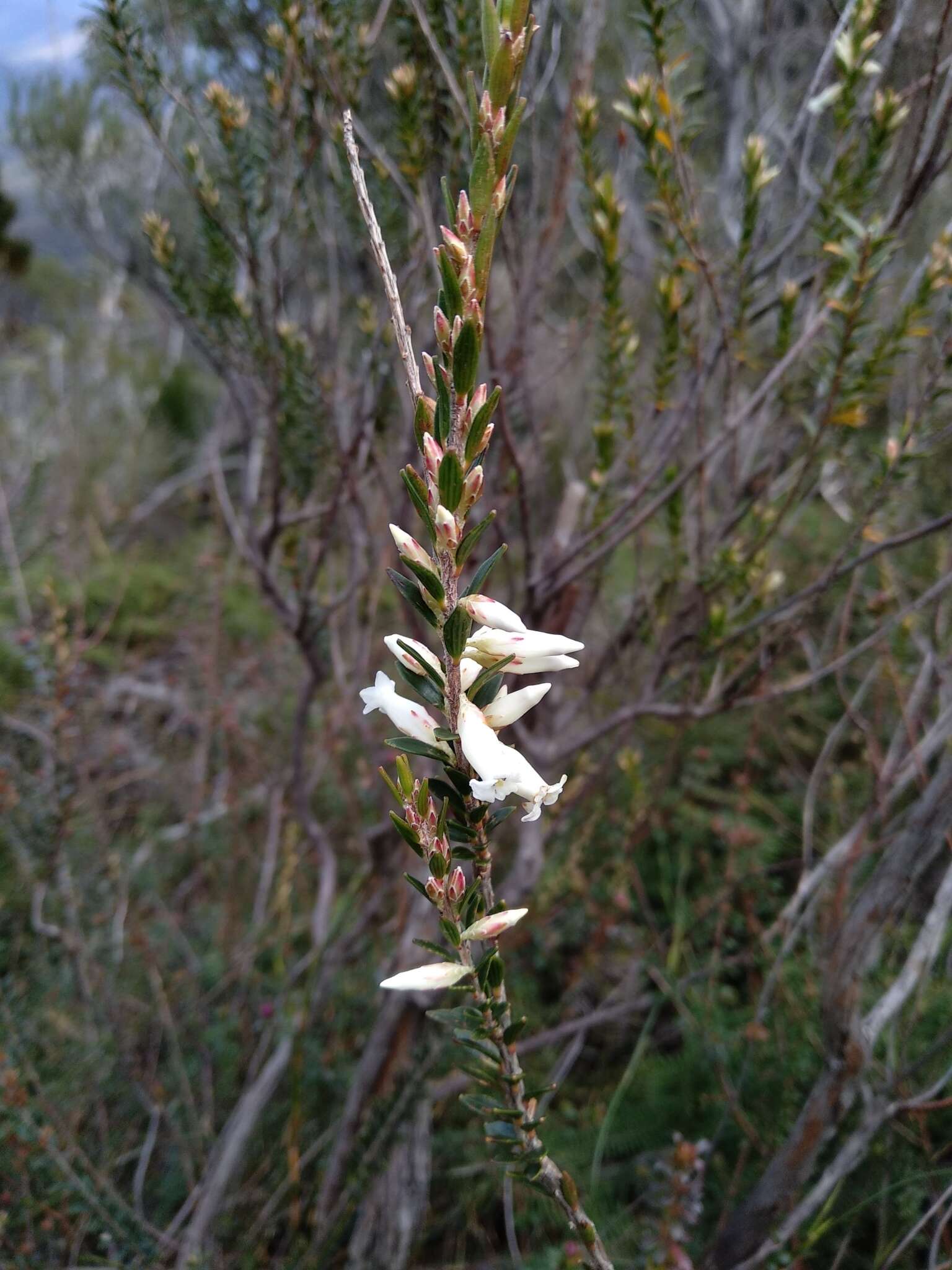 Image of Epacris obtusifolia Sm.