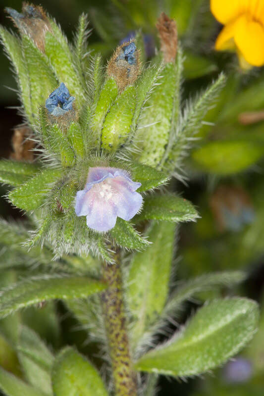 Image of Echium parviflorum Moench