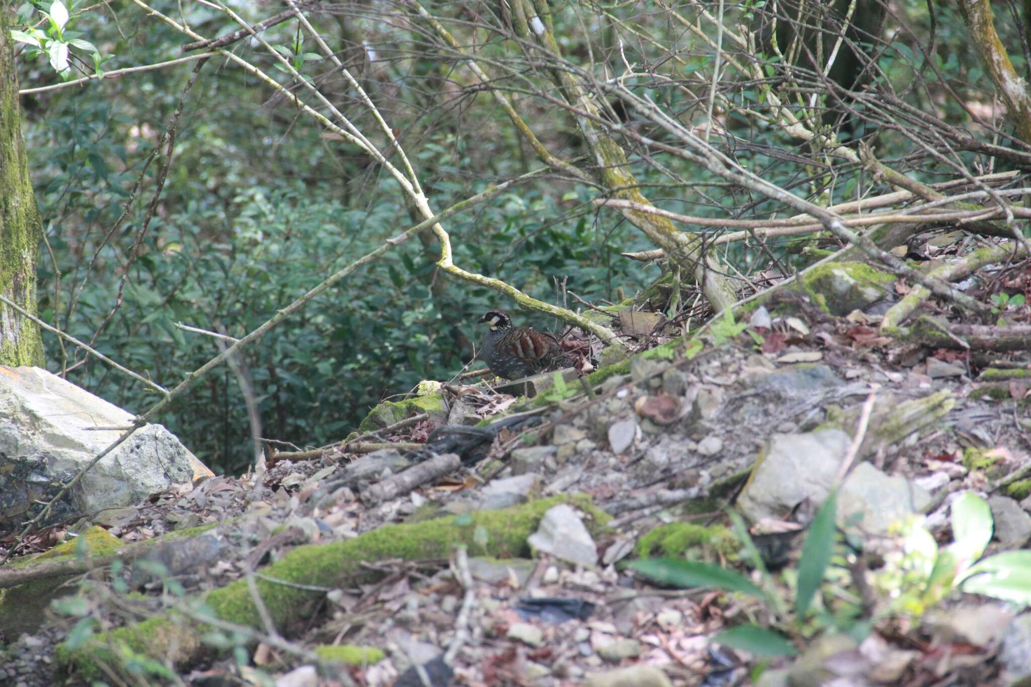 Image of Taiwan Hill Partridge