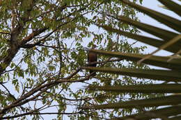 Image of Adamawa Turtle Dove