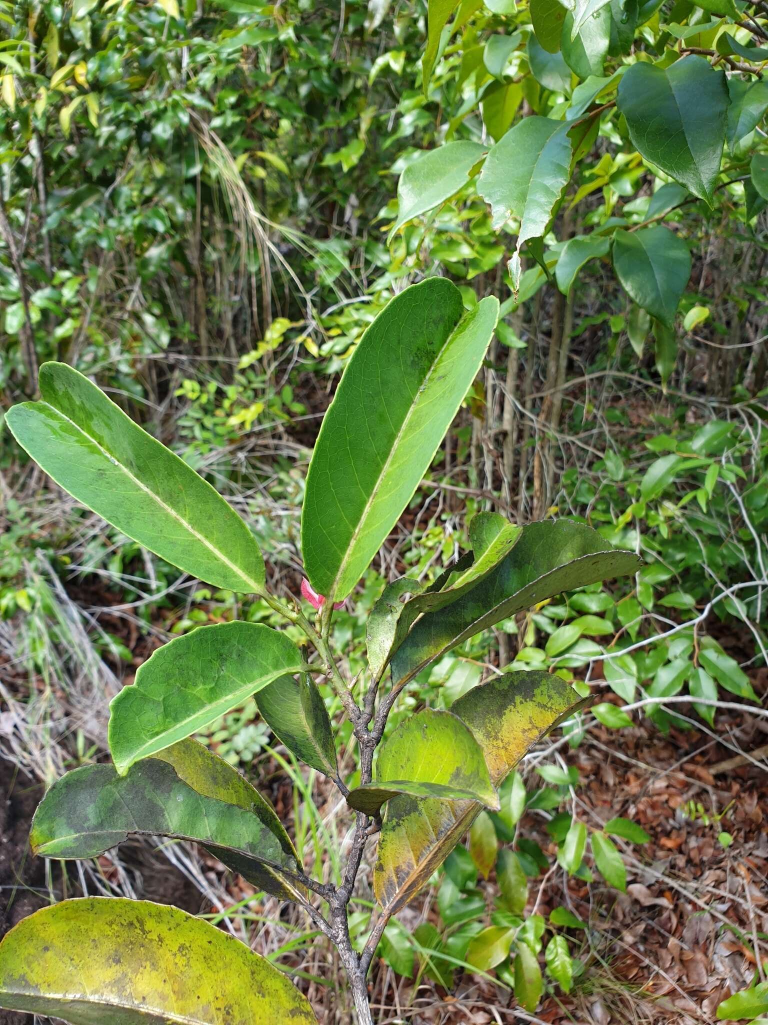 Image of Tisonia coriacea S. Elliot.