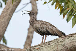 Image of Plumbeous Ibis