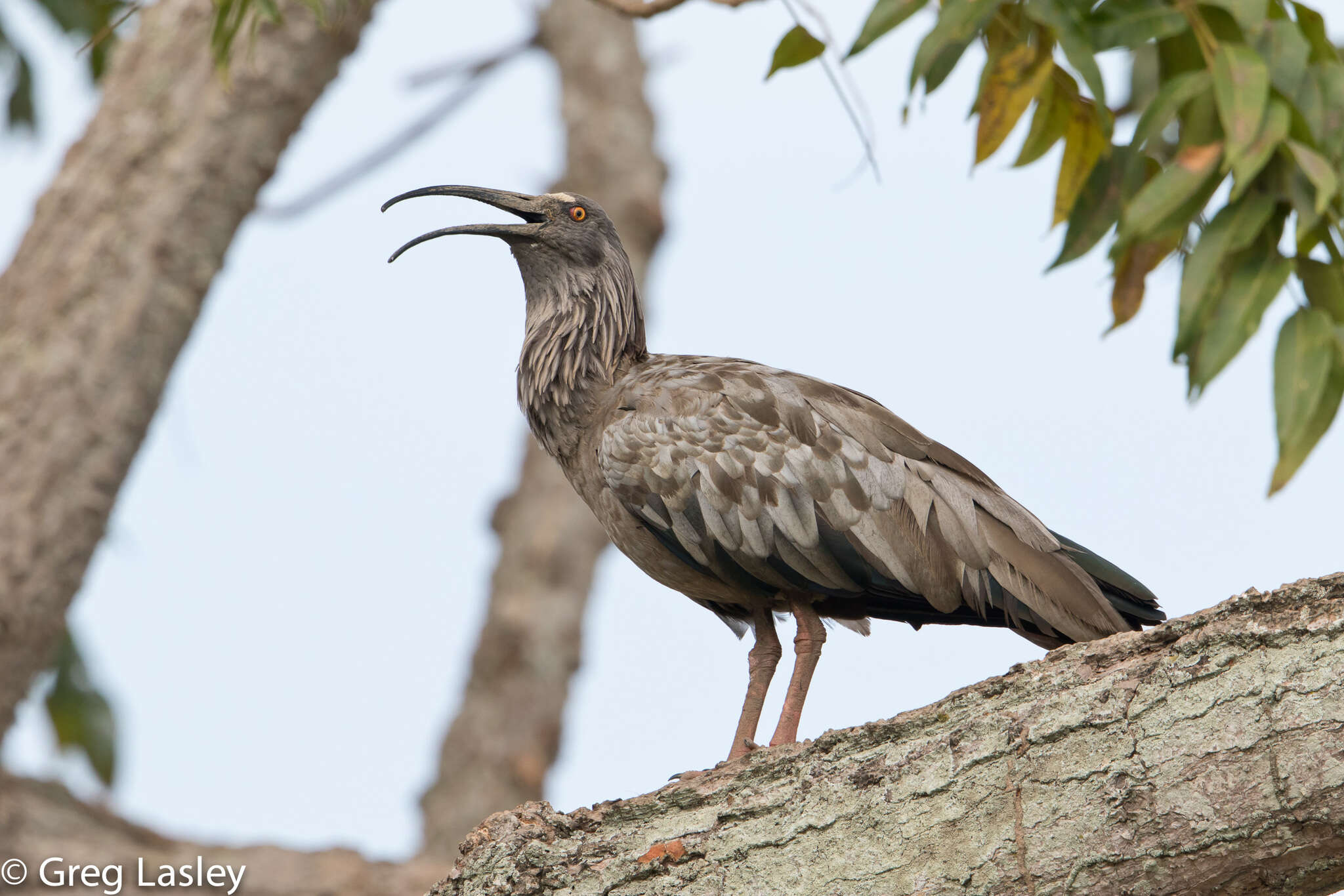 Image of Plumbeous Ibis