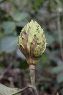 Слика од Magnolia chiguila F. Arroyo, Á. J. Pérez & A. Vázquez