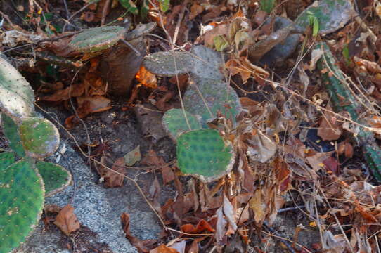 Image of Opuntia decumbens Salm-Dyck