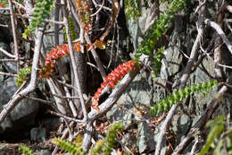 Plancia ëd Comocladia dodonaea (L.) Urban