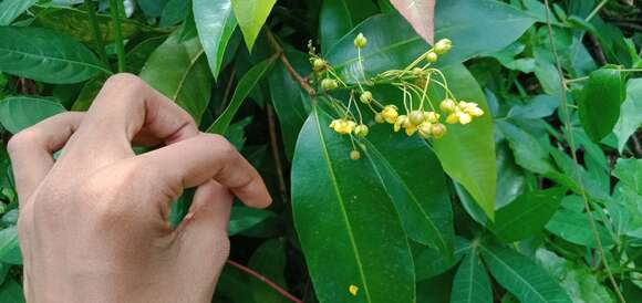 Imagem de Campylospermum serratum (Gaertn.) V. Bittrich & M. C. E. Amaral