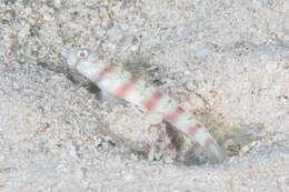 Image of Ogasawara shrimp-goby