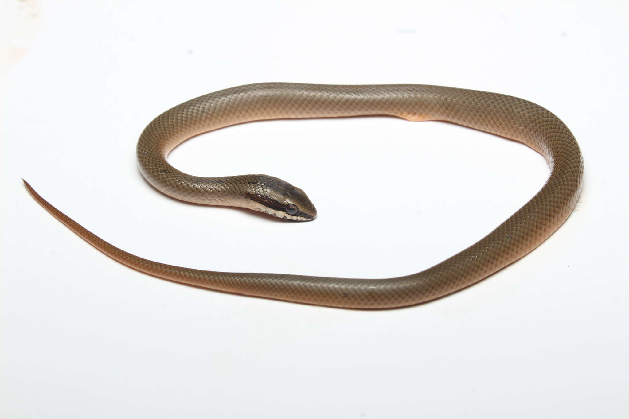 Image of Conophis lineatus concolor Cope 1867