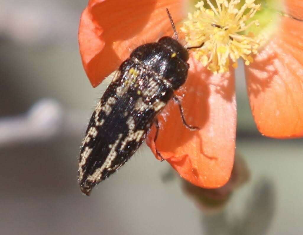 Image of Acmaeodera cuneata Fall 1899