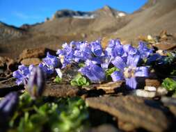 Image of Mount Cenis Bellflower