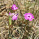 Image of Dianthus algetanus subsp. turolensis (Pau) M. Bernal, Laínz & Muñoz Garmendia