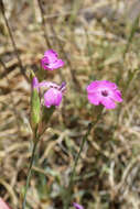 Image of Dianthus algetanus subsp. turolensis (Pau) M. Bernal, Laínz & Muñoz Garmendia