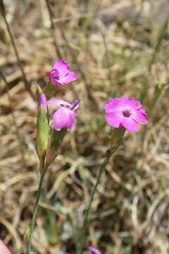 صورة Dianthus algetanus Graells ex F. N. Williams