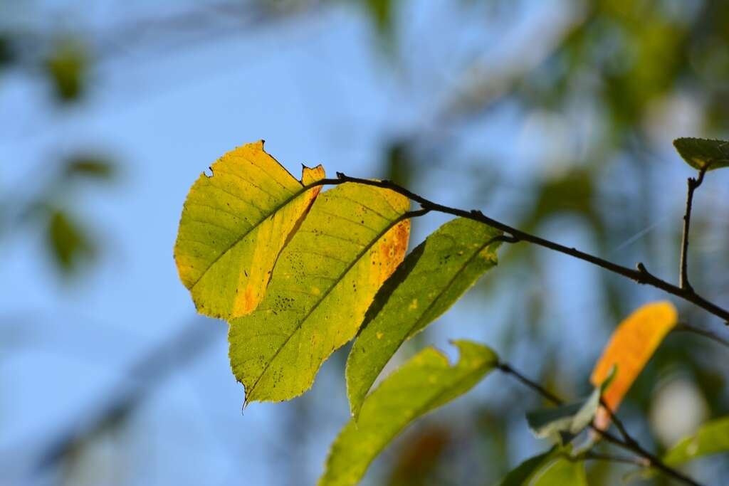 Image of Ulmus ismaelis C. A. Todzia & J. L. Panero