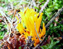 Image of Calocera viscosa (Pers.) Fr. 1821