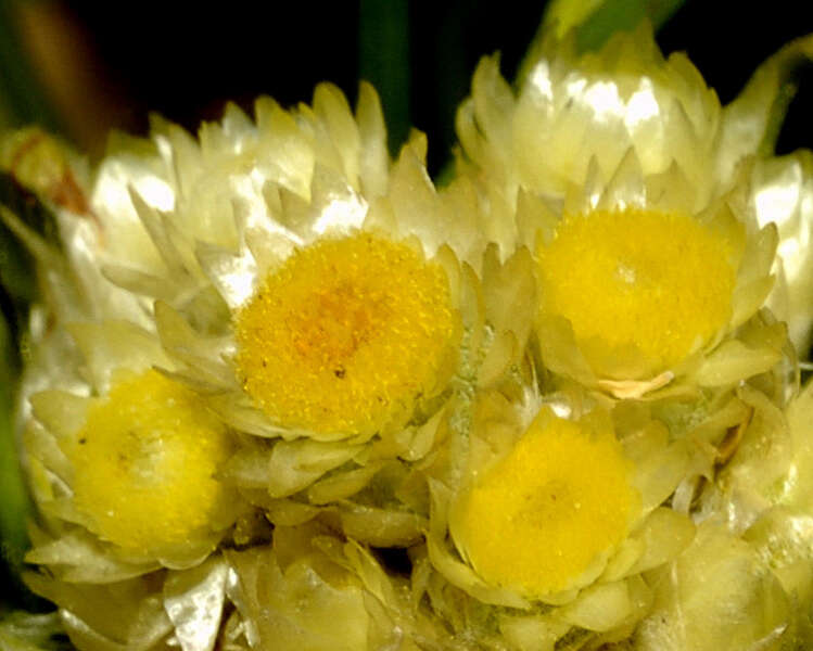 Image of winged cudweed