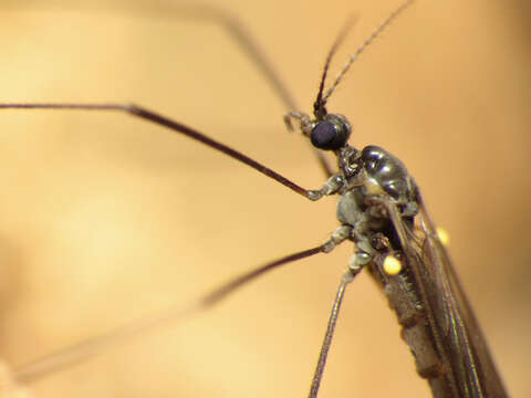 Image of Gnophomyia tristissima Osten Sacken 1860