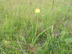 Image de Kniphofia grantii Baker