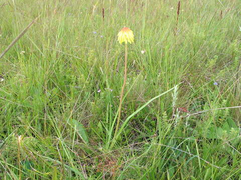 Image of Kniphofia grantii Baker