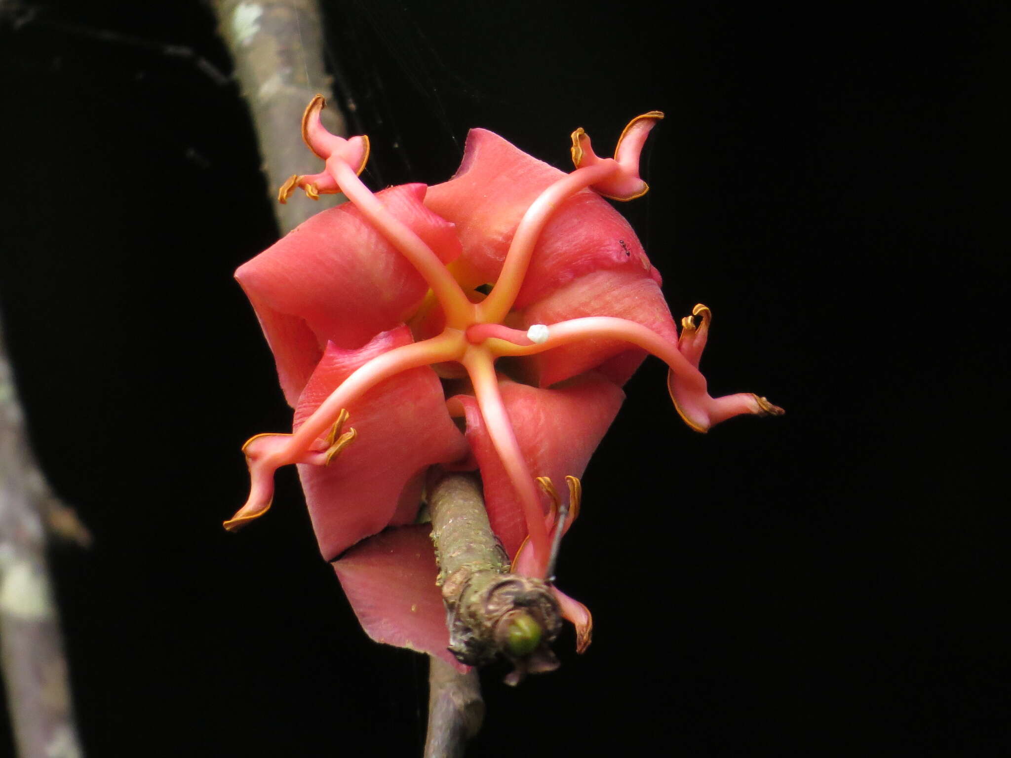 Sivun Spirotheca rosea (Seem.) P. E. Gibbs & W. S. Alverson kuva