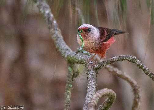 Image of Pink-headed Warbler