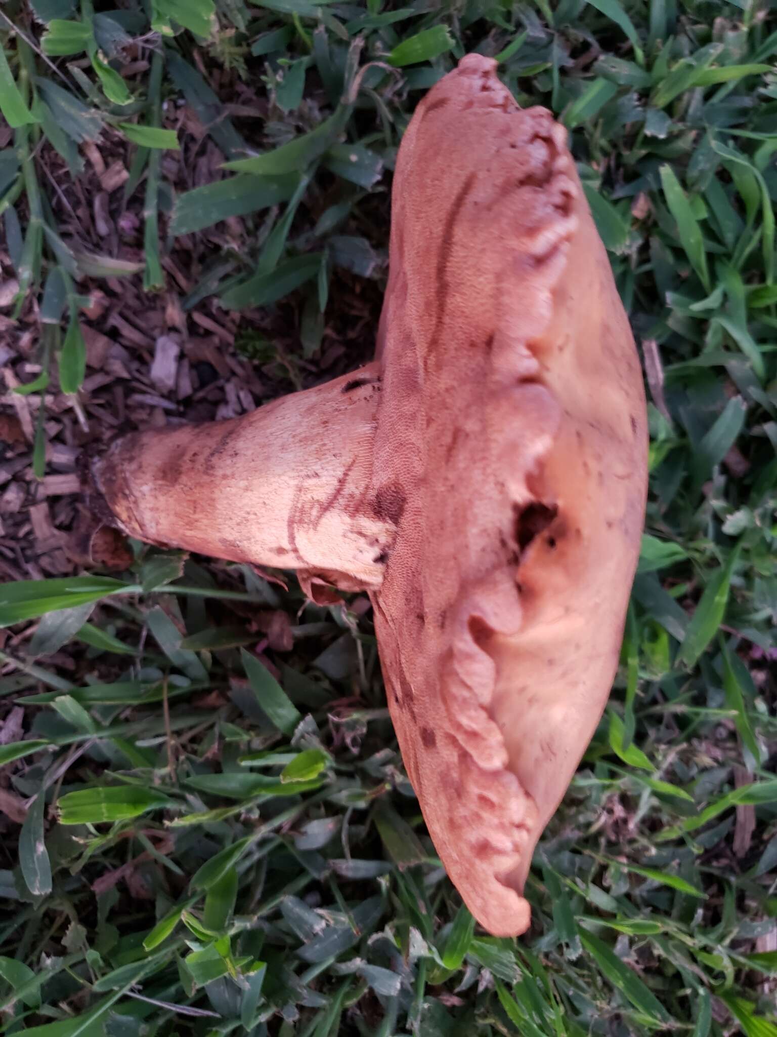 Image of Tylopilus tabacinus (Peck) Singer 1944