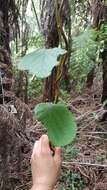 Image de Actinidia chinensis var. hispida C. F. Liang