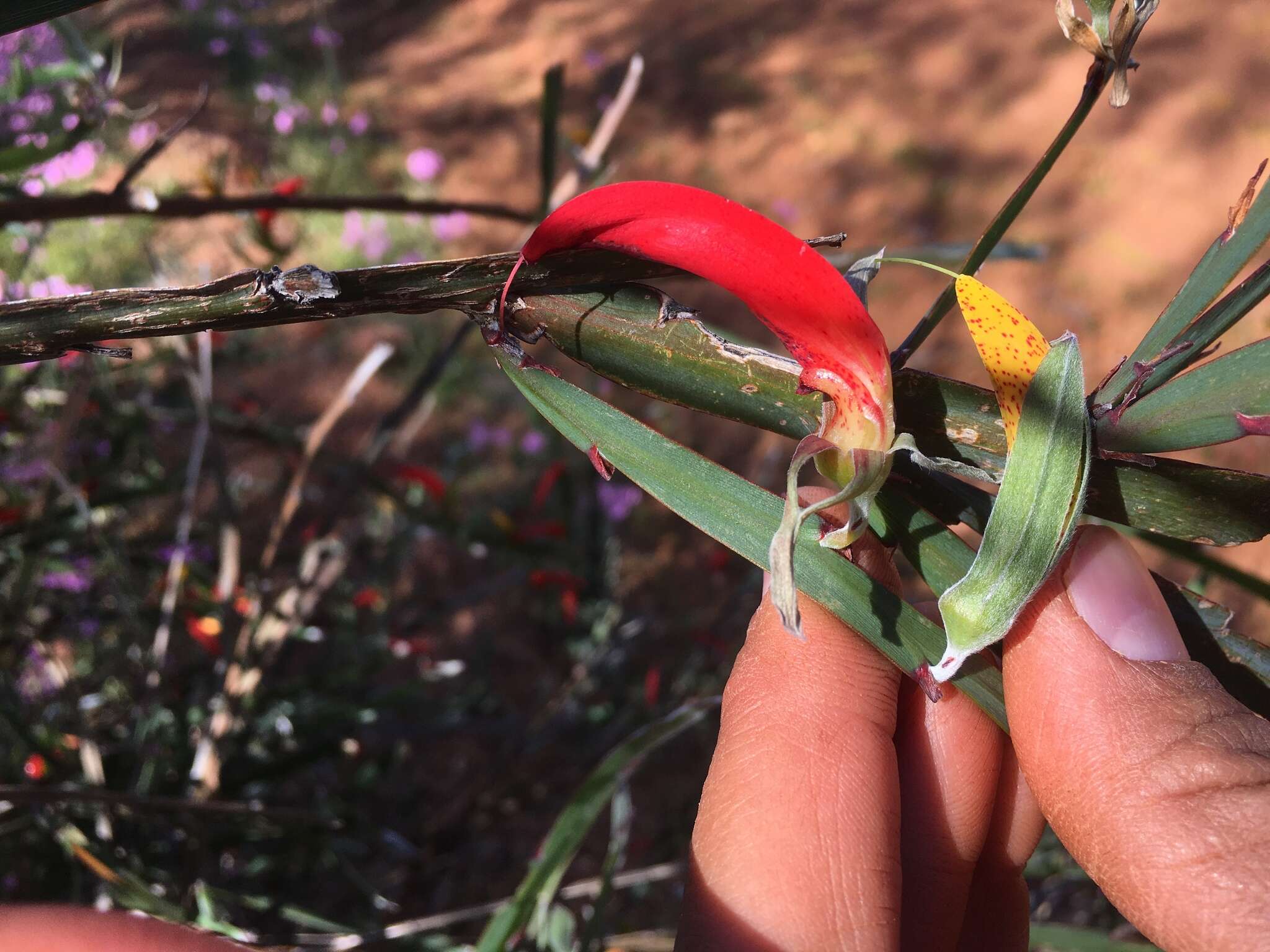 Image de <i>Leptosema aphyllum</i>