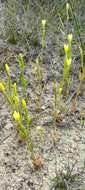 Image of Yellow centaury