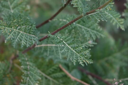 Image of Gonospermum fruticosum Less.