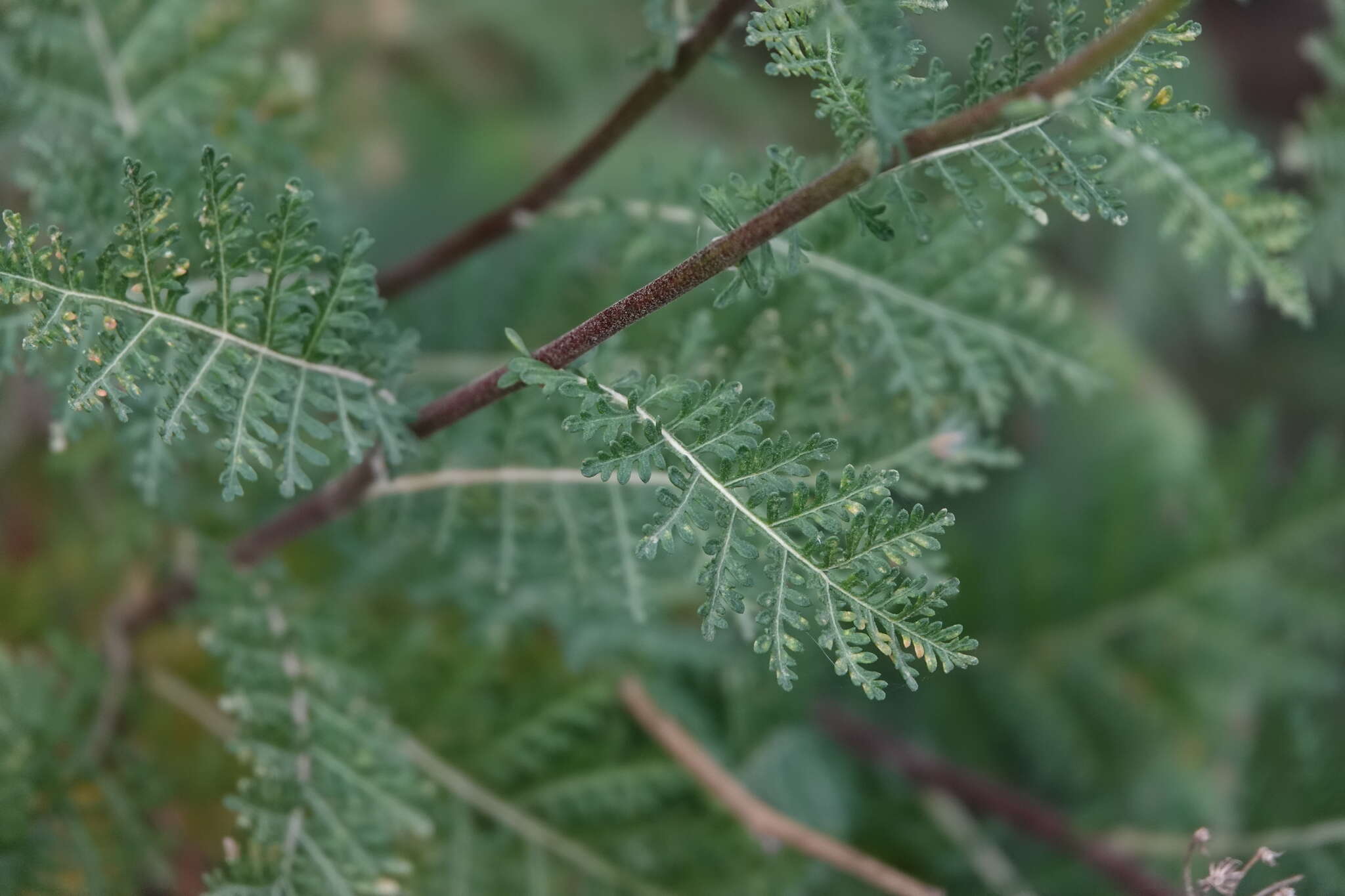 Plancia ëd Gonospermum fruticosum Less.